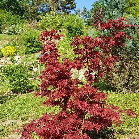 Levendulas Vendeghaz Guest house