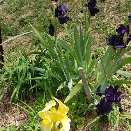 Levendulas Vendeghaz Guest house Zalaegerszeg