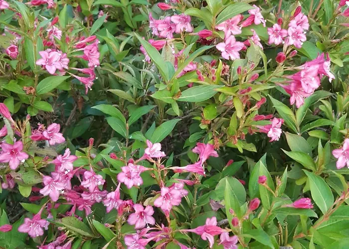 Levendulas Vendeghaz Gæstehus Zalaegerszeg