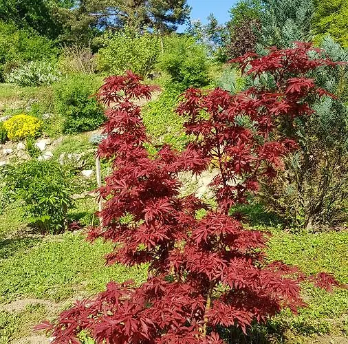 Levendulas Vendeghaz בית הארחה