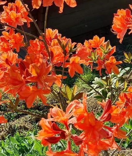 Levendulas Vendeghaz 3*