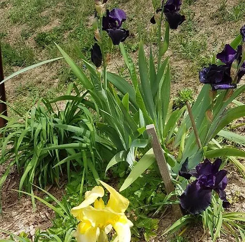 Levendulas Vendeghaz בית הארחה זלאגרסג